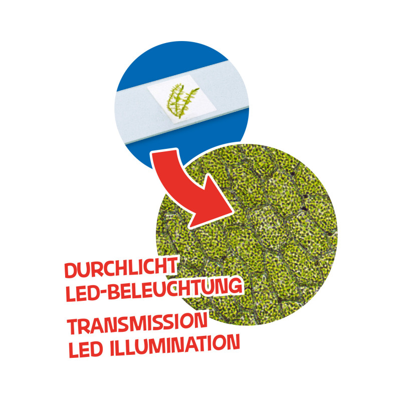 BRESSER JUNIOR 40x-640x Mikroskop Grøn